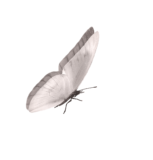 Moth