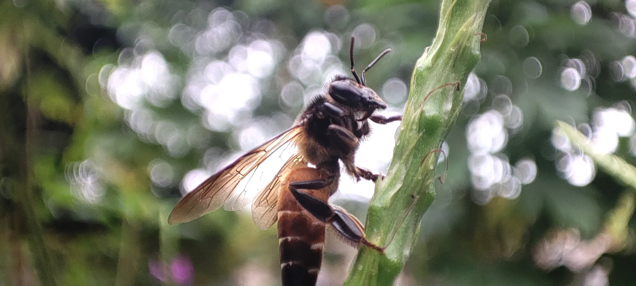 Buzzy beeee