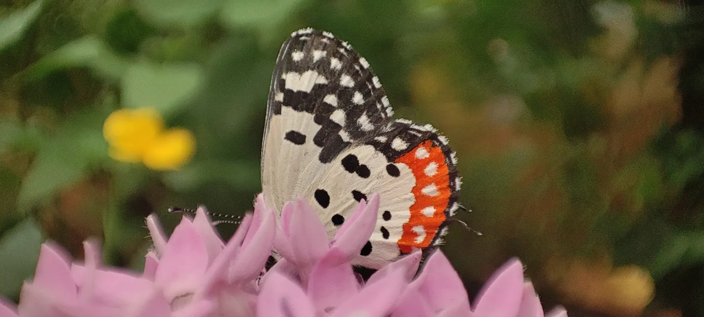 flutter flutter